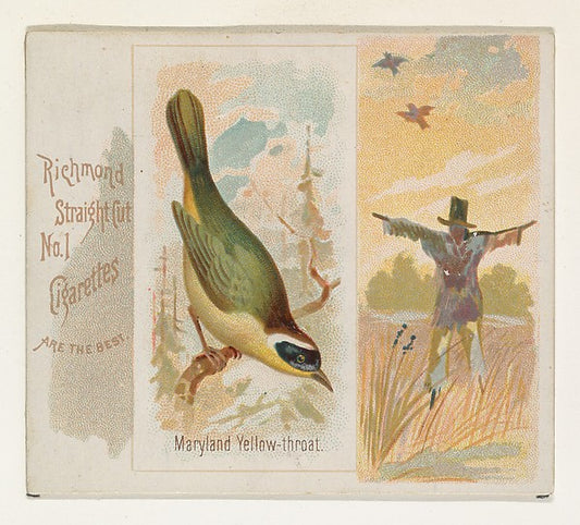 :Maryland Yellow-throat from the Song Birds of the World ser-16x12"(A3) Poster