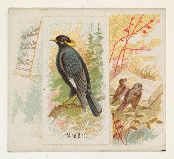 :Mino Bird from the Song Birds of the World series for Allen-16x12"(A3) Poster