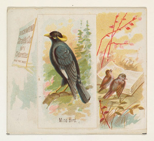 :Mino Bird from the Song Birds of the World series for Allen-16x12"(A3) Poster