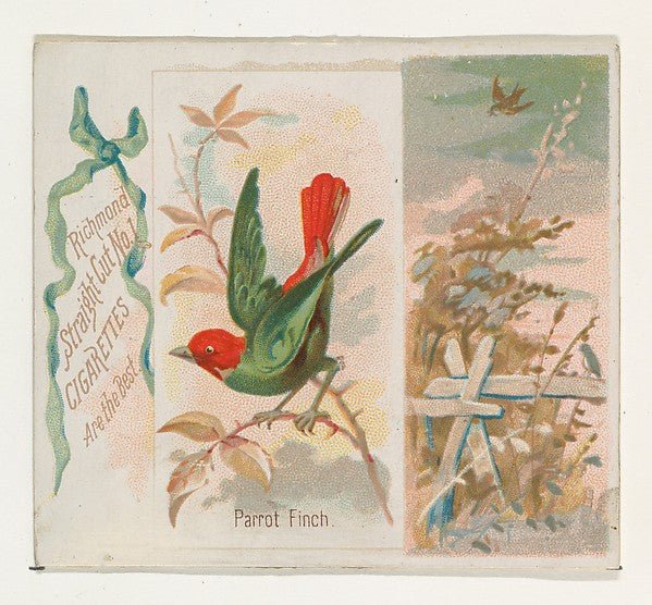 :Parrot Finch from the Song Birds of the World series for Al-16x12"(A3) Poster