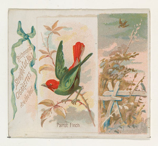 :Parrot Finch from the Song Birds of the World series for Al-16x12"(A3) Poster