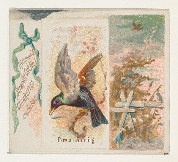 :Persian Starling from the Song Birds of the World series fo-16x12"(A3) Poster