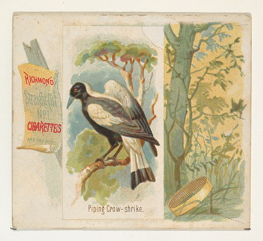 :Piping Crow-shrike from the Song Birds of the World series -16x12"(A3) Poster