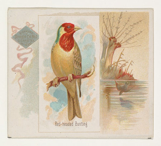 :Red-headed Bunting from the Song Birds of the World series -16x12"(A3) Poster