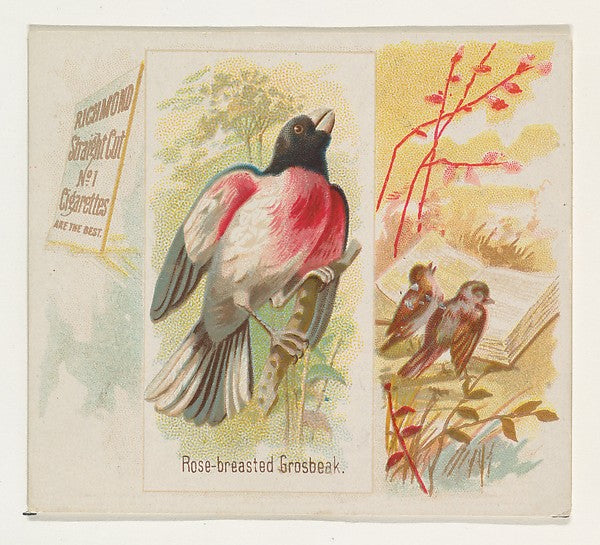 :Rose-breasted Grosbeak from the Song Birds of the World ser-16x12"(A3) Poster