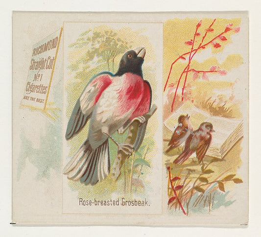 :Rose-breasted Grosbeak from the Song Birds of the World ser-16x12"(A3) Poster