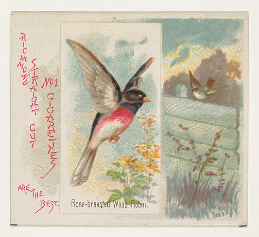 :Rose-breasted Wood Robin from the Song Birds of the World s-16x12"(A3) Poster