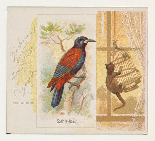 :Saddle-back from the Song Birds of the World series for All-16x12"(A3) Poster