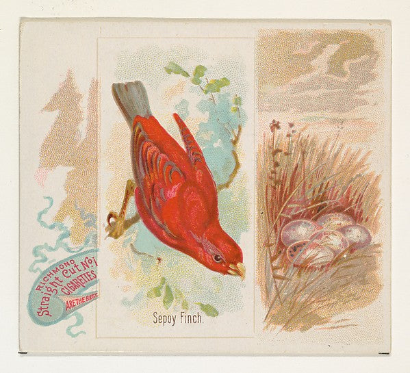 :Sepoy Finch from the Song Birds of the World series for All-16x12"(A3) Poster