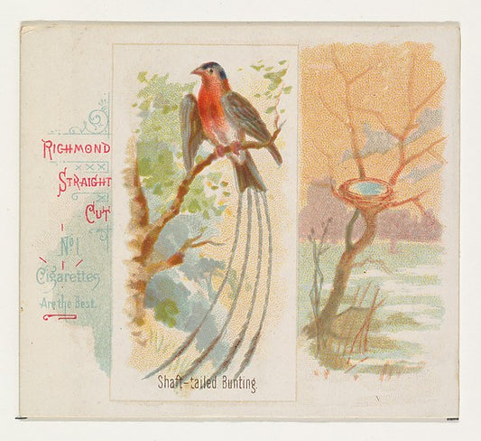 :Shaft-tailed Bunting from the Song Birds of the World serie-16x12"(A3) Poster