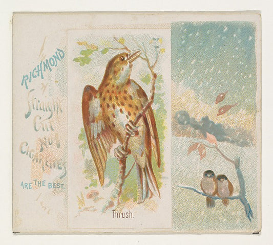 :Thrush from the Song Birds of the World series for Allen & -16x12"(A3) Poster