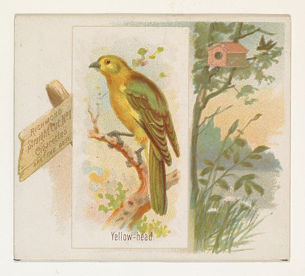 :Yellow-head from the Song Birds of the World series for All-16x12"(A3) Poster