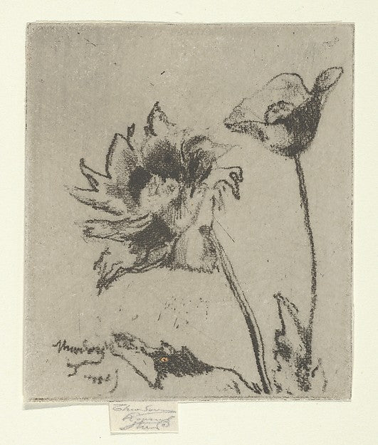Théodore Roussel:Two Flowers 1890–95-16x12"(A3) Poster