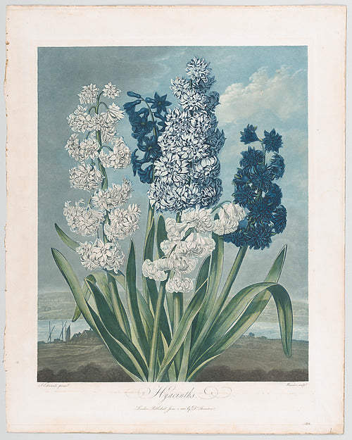 Hyacinths  from "The Temple of Flora  or Garden of Nature" Jun,  Poster Print Wall Art