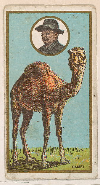 :Camel from the "Teddy's Trophies" series for the American C-16x12"(A3) Poster