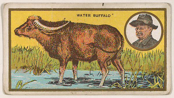 :Water Buffalo from the "Teddy's Trophies" series for the Am-16x12"(A3) Poster