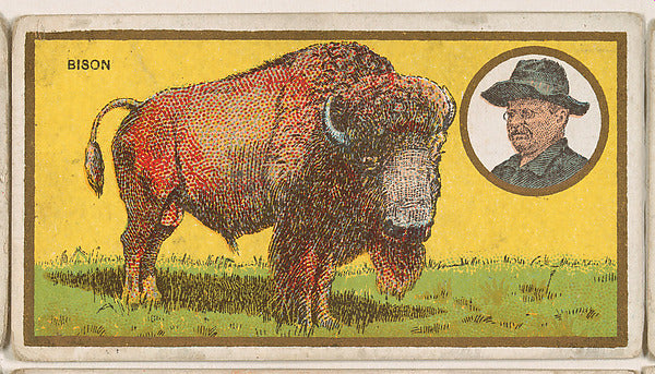 :Bison from the "Teddy's Trophies" series for the American C-16x12"(A3) Poster