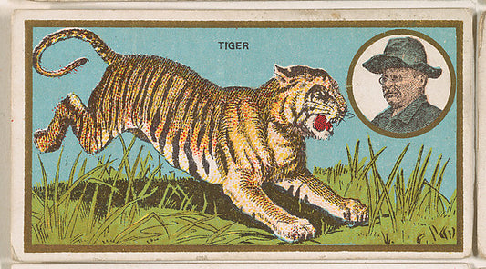 :Tiger from the "Teddy's Trophies" series for the American C-16x12"(A3) Poster