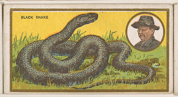 :Black Snake from the "Teddy's Trophies" series for the Amer-16x12"(A3) Poster