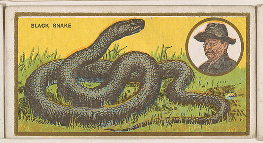 :Black Snake from the "Teddy's Trophies" series for the Amer-16x12"(A3) Poster