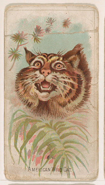 :American Wild Cat from the Zoo Animals series issued by The-16x12"(A3) Poster
