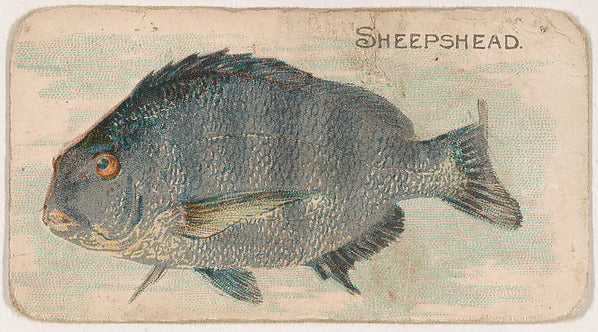 :Sheepshead from the Zoo Fish series issued by The Philadelp-16x12"(A3) Poster
