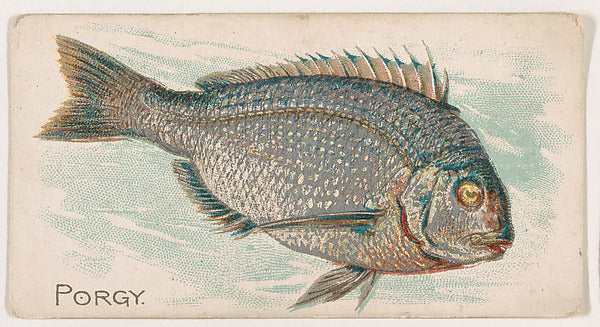 :Porgy from the Zoo Fish series issued by The Philadelphia C-16x12"(A3) Poster
