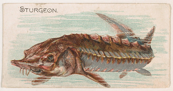 :Sturgeon from the Zoo Fish series issued by The Philadelphi-16x12"(A3) Poster