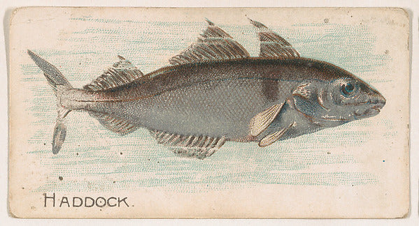 :Haddock from the Zoo Fish series issued by The Philadelphia-16x12"(A3) Poster