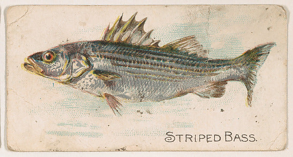 :Striped Bass from the Zoo Fish series issued by The Philade-16x12"(A3) Poster