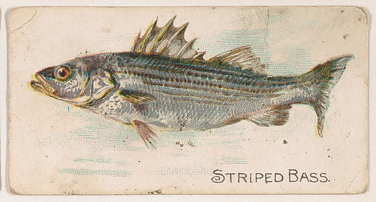 :Striped Bass from the Zoo Fish series issued by The Philade-16x12"(A3) Poster