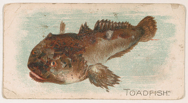 :Toadfish from the Zoo Fish series issued by The Philadelphi-16x12"(A3) Poster