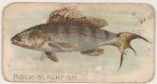 :Rock-Blackfish from the Zoo Fish series issued by The Phila-16x12"(A3) Poster