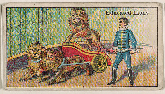:Educated Lions from The Circus series issued by Messer's Gu-16x12"(A3) Poster