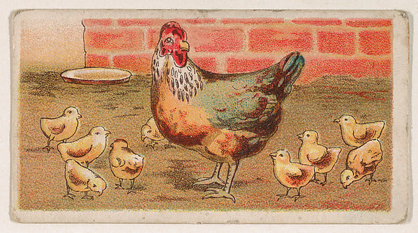 :Rooster in yard surrounded by young chicks from the Easter -16x12"(A3) Poster