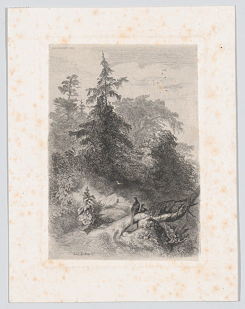 Karl Bodmer:Two Pheasants in a Forest c1860-16x12"(A3) Poster