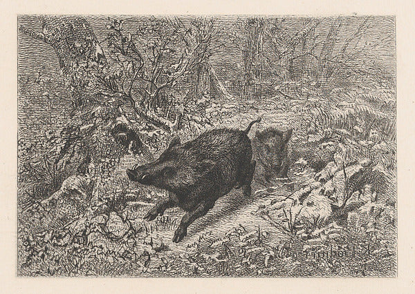 Karl Bodmer:Wild Boar c1860-16x12"(A3) Poster