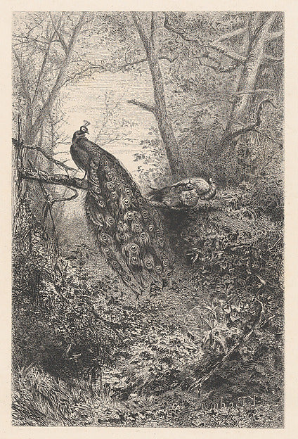 Karl Bodmer:Peacocks on a Branch c1860-16x12"(A3) Poster