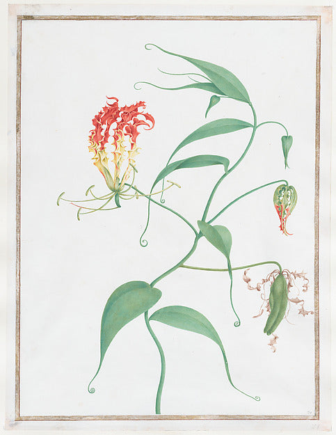 Nicolas Robert:Gloriosa Superba c1660-16x12"(A3) Poster