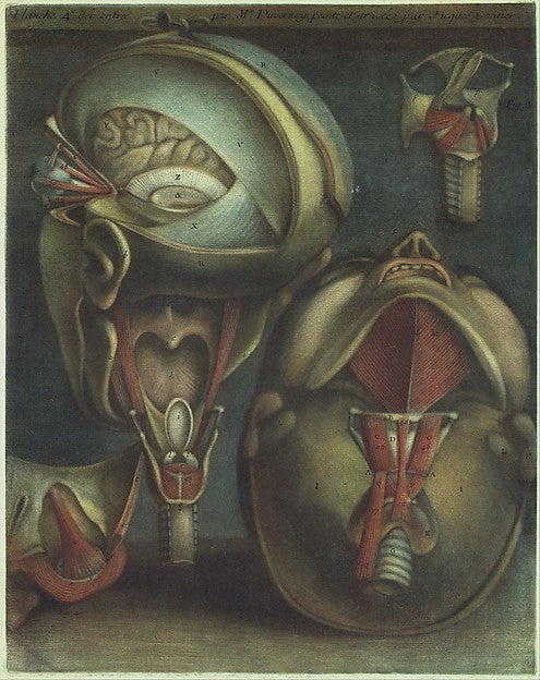 Myologie Complette en Couleur et Grandeur Naturelle 1746-Jacqu,  Poster Print Wall Art