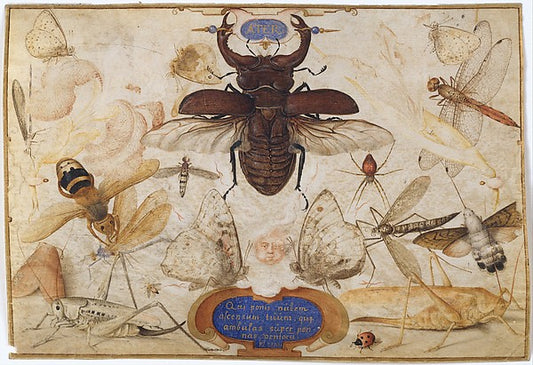 Insects and the Head of a Wind God c1590–1600-Joris Hoefnagel,16x12"(A3) Poster