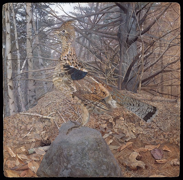 Gerald Thayer - Male Ruffed Grouse in the Forest 1907–8, Poster Print Wall Art