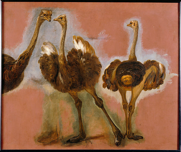 Pieter Boel:Triple Study of an Ostrich c1669–71-16x12"(A3) Poster