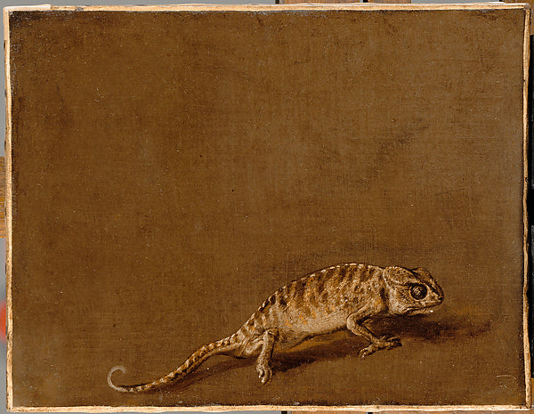 Pieter Boel:Study of a Chameleon c1668-16x12"(A3) Poster