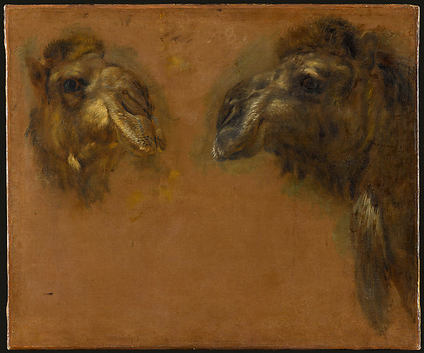 Pieter Boel:Double Study of the Head of a Dromedary c1669–71-16x12"(A3) Poster
