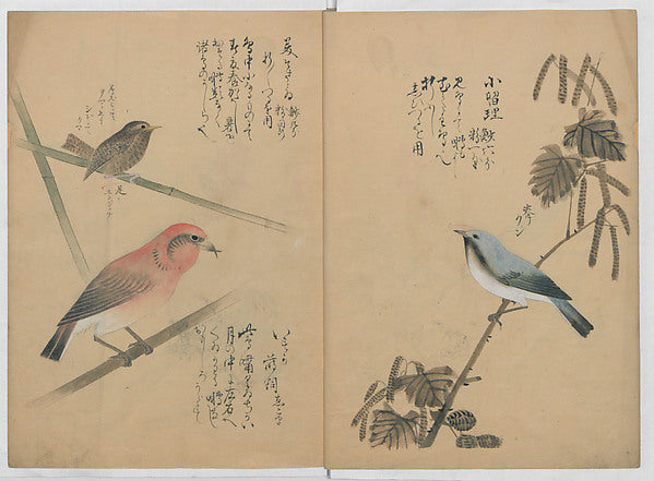 Kotori Ruish?,A Compendium of Small Birds 1836-Nant?,  Poster Print Wall Art