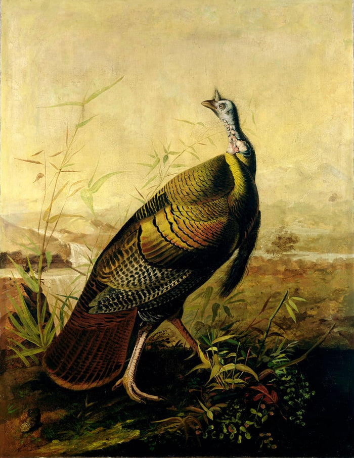 The American Wild Turkey Cock by John James Audubon, vintage art, modern poster print