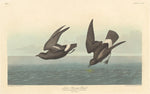 Robert Havell after John James Audubon:Least Stormy Petrel,16x12"(A3) Poster