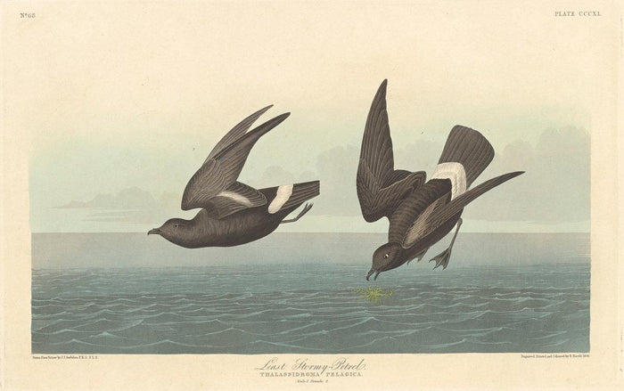 Robert Havell after John James Audubon:Least Stormy Petrel,16x12