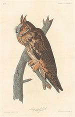 Robert Havell after John James Audubon:Long-eared Owl,16x12"(A3) Poster